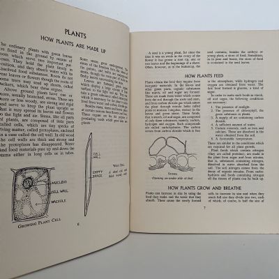 NATURE STUDY: Plants and Animals of New Zealand