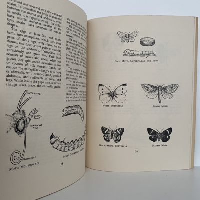 NATURE STUDY: Plants and Animals of New Zealand