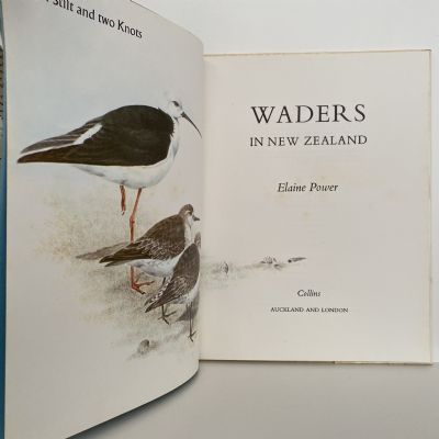 WADERS IN NEW ZEALAND