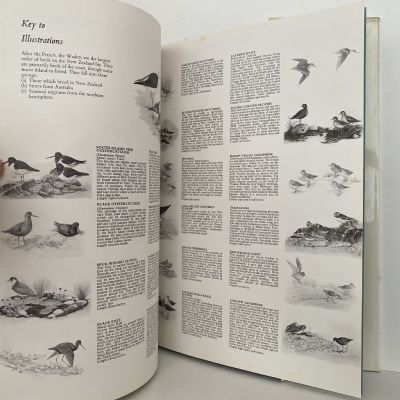 WADERS IN NEW ZEALAND
