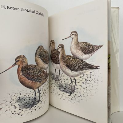 WADERS IN NEW ZEALAND
