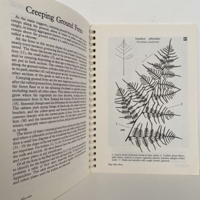 Ferns in Peel Forest: A Field Guide