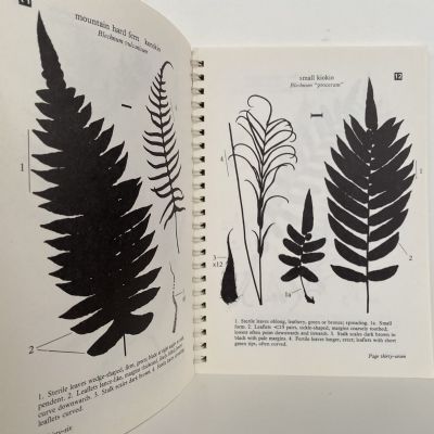 Ferns in Peel Forest: A Field Guide