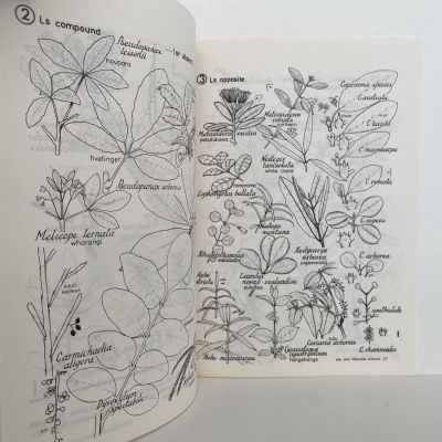 Illustrations of Common Trees and Shrubs of the Waitakere Range