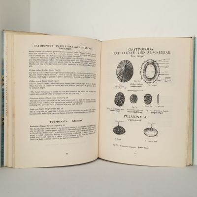 ANIMALS OF THE ROCKY SHORE of New Zealand