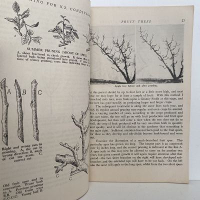 PRUNING for New Zealand Conditions