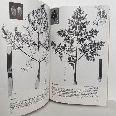 COMMON WEEDS IN NEW ZEALAND: An Illustrated Guide