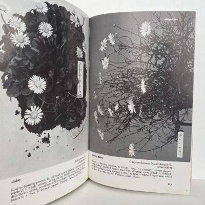 COMMON WEEDS IN NEW ZEALAND: An Illustrated Guide
