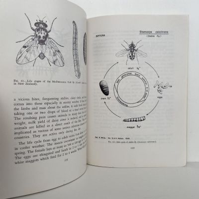 INSECT PESTS