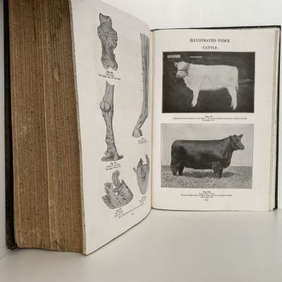PRACTICAL STOCK DOCTOR: The Farmers Short Courses In live Stock