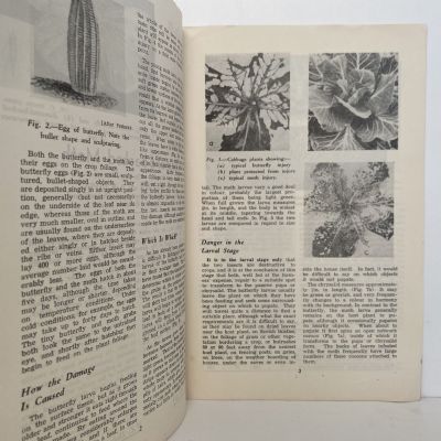 The White Butterfly and the Diamond-backed Moth: Bulletin No. 254