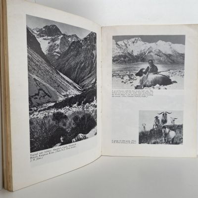 A HUNTING GUIDE To Introduced Wild Animals Of New Zealand