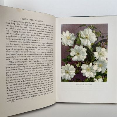 Success with CLEMATIS