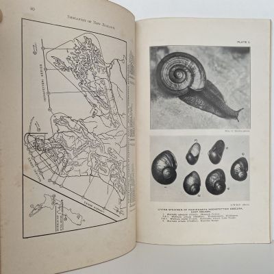 THE SHELLFISH OF NEW ZEALAND: An Illustrated Handbook
