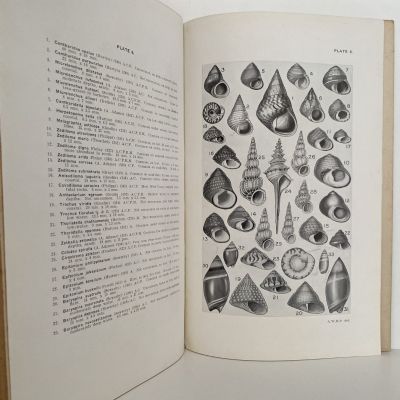 THE SHELLFISH OF NEW ZEALAND: An Illustrated Handbook