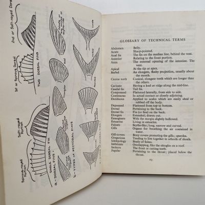 THE QUEER and the RARE FISHES OF NEW ZEALAND