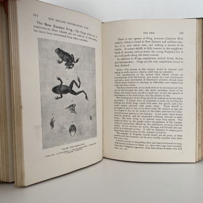 THE NEW ZEALAND NATURE STUDY BOOK