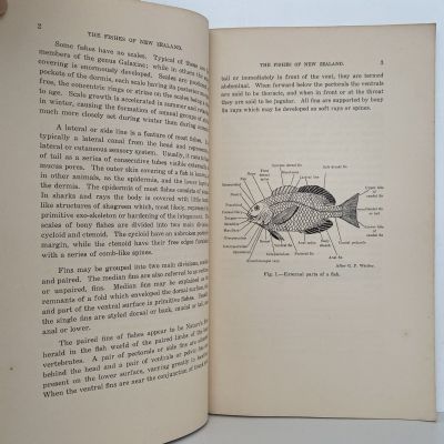 THE FISHES OF NEW ZEALAND