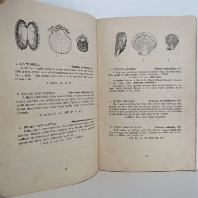 SHELLFISH of the BAY OF PLENTY