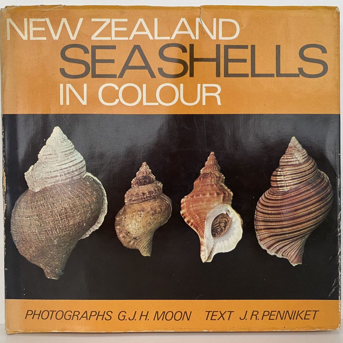 NEW ZEALAND SEASHELLS in Colour