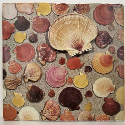 NEW ZEALAND SEASHELLS in Colour