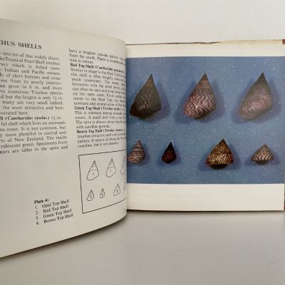 NEW ZEALAND SEASHELLS in Colour