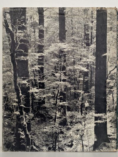 NEW ZEALAND FORESTRY