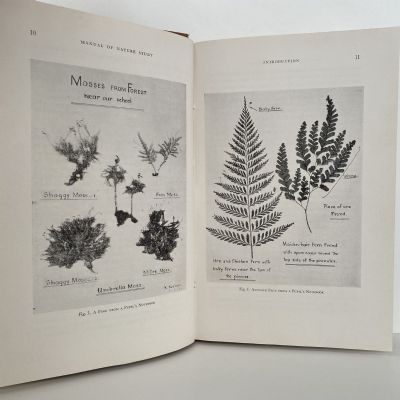 NEW ZEALAND NATURE STUDY
