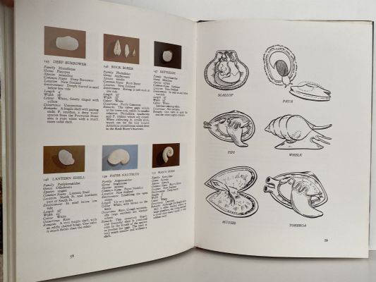 NEW ZEALAND SHELLS and SHELL FISH