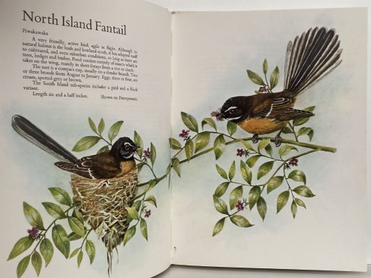 SMALL BIRDS of the NEW ZEALAND BUSH