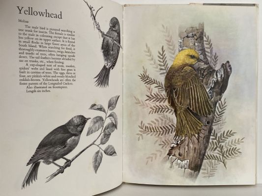 SMALL BIRDS of the NEW ZEALAND BUSH