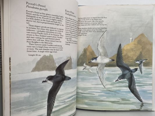 SEABIRDS OF NEW ZEALAND