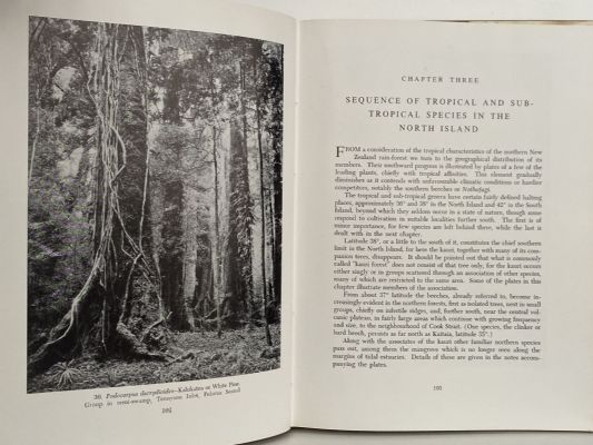 NEW ZEALAND NATIVE PLANT STUDIES
