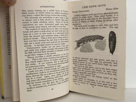 The Observer's Book of LARGER MOTHS