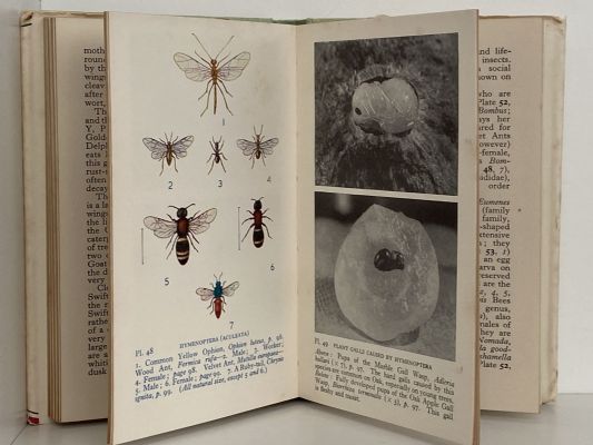 The Observer's Book of COMMON INSECTS & SPIDERS