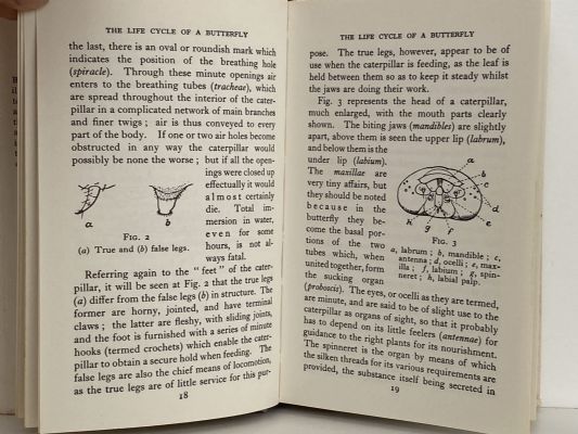 The Observer's Book of BUTTERFLIES