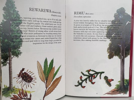 NEW ZEALAND TREES & FERNS