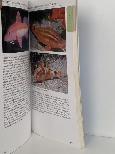 A PHOTOGRAPHIC GUIDE TO Sea Fishes of New Zealand