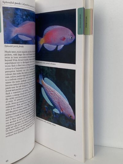 A PHOTOGRAPHIC GUIDE TO Sea Fishes of New Zealand