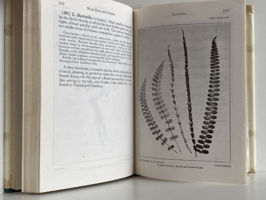 NEW ZEALAND FERNS