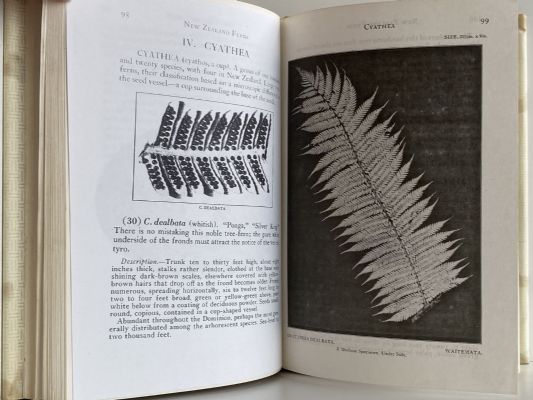 NEW ZEALAND FERNS