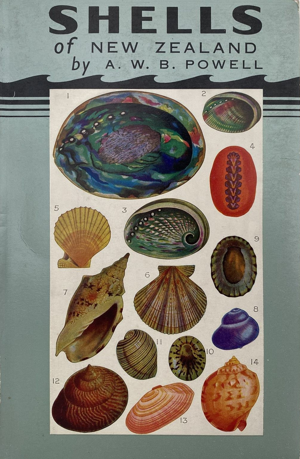 SHELLS OF NEW ZEALAND: An Illustrated Handbook