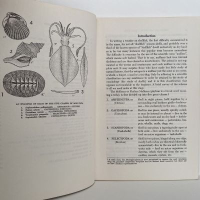 SHELLS OF NEW ZEALAND: An Illustrated Handbook
