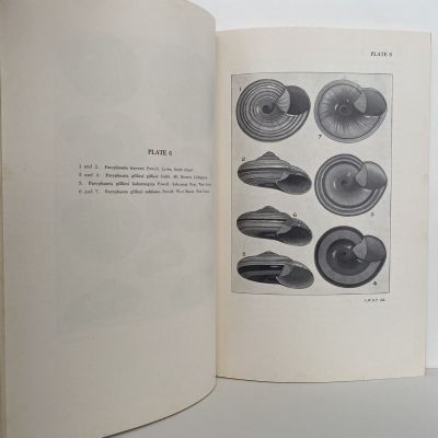 SHELLS OF NEW ZEALAND: An Illustrated Handbook