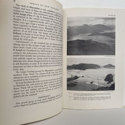 SHELLS OF NEW ZEALAND: An Illustrated Handbook