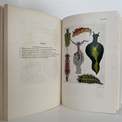 SHELLS OF NEW ZEALAND: An Illustrated Handbook
