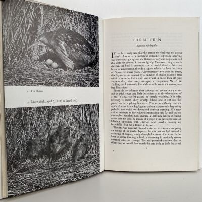 NEW ZEALAND BIRD PORTRAITS