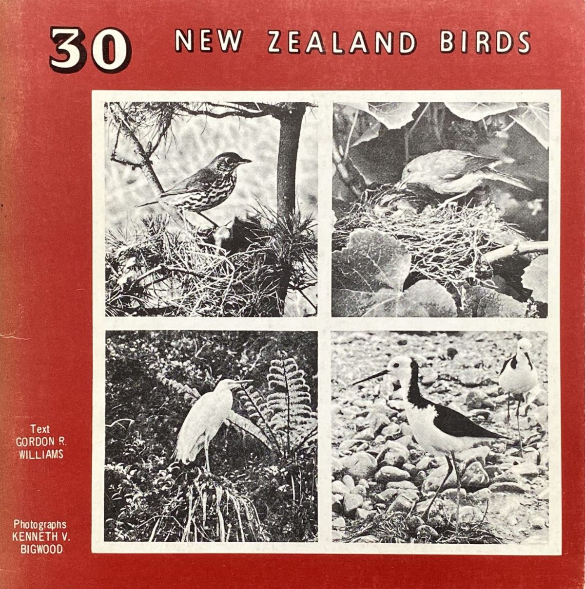 30 NEW ZEALAND BIRDS