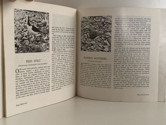 30 NEW ZEALAND BIRDS