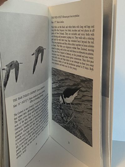 NATIVE BIRDS: Nature in New Zealand